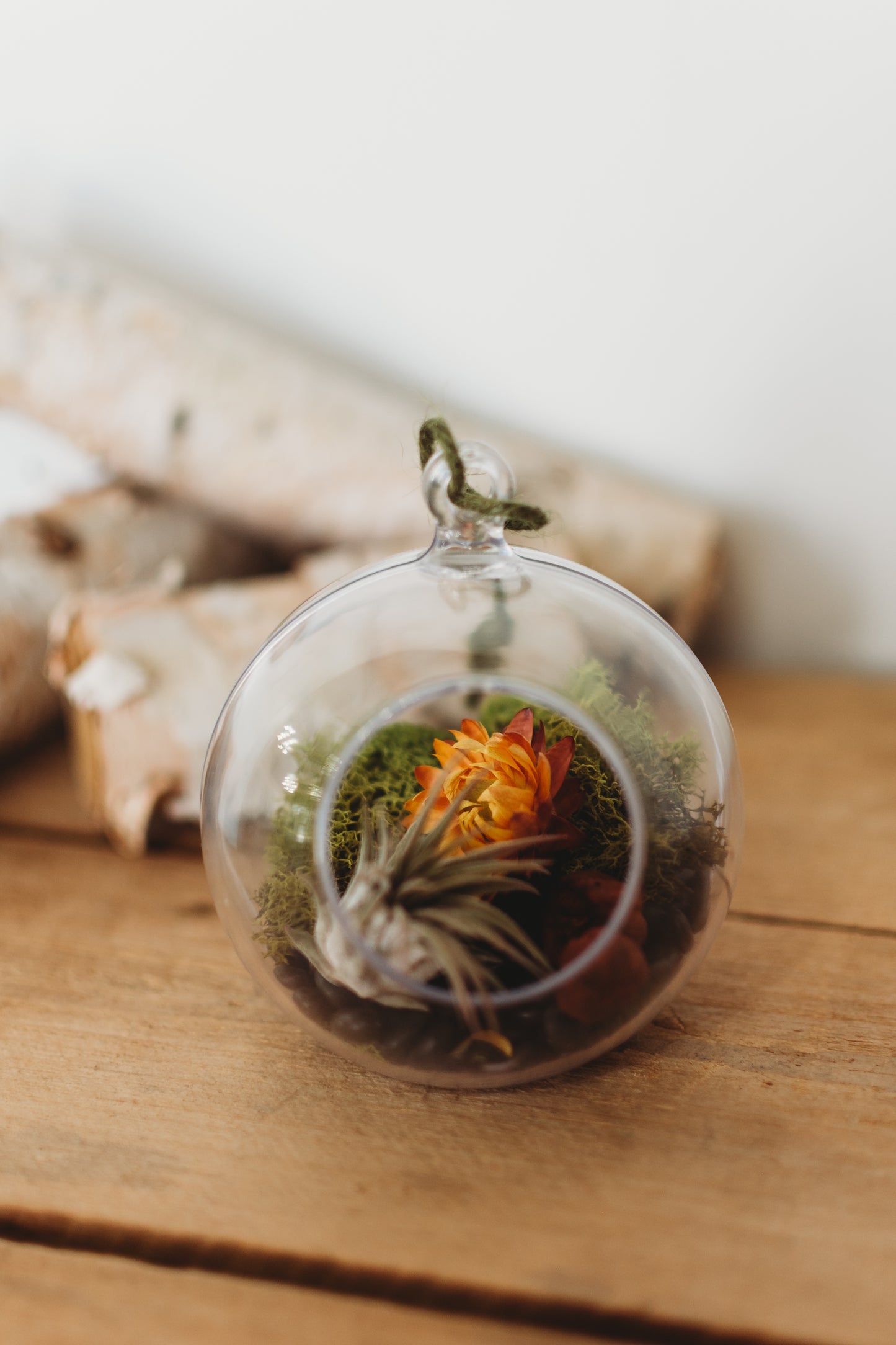 DIY Air Plant Terrarium Kit: Build Your Own Plastic Globe Decor