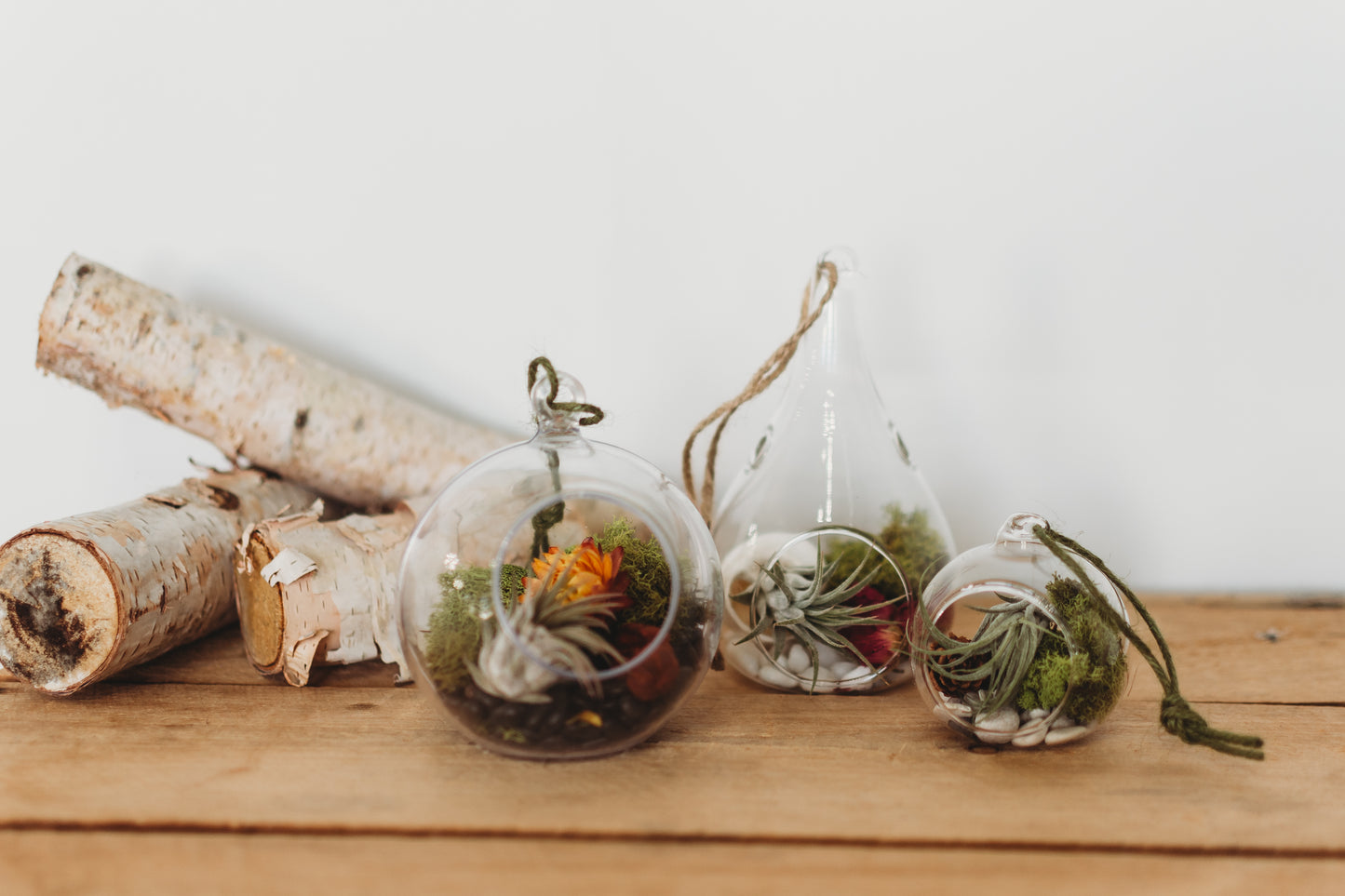 DIY Flora & Fauna Air Plant Terrarium Kit: Build Your Own Home Decor
