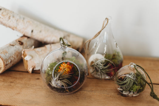 DIY Flora & Fauna Air Plant Terrarium Kit: Build Your Own Home Decor