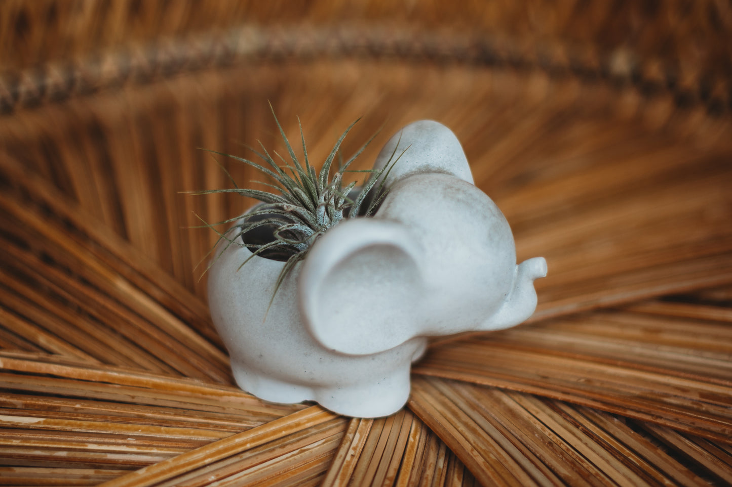 Handmade Concrete Elephant Container: Cement Planter with Air Plant or Pencil Holder