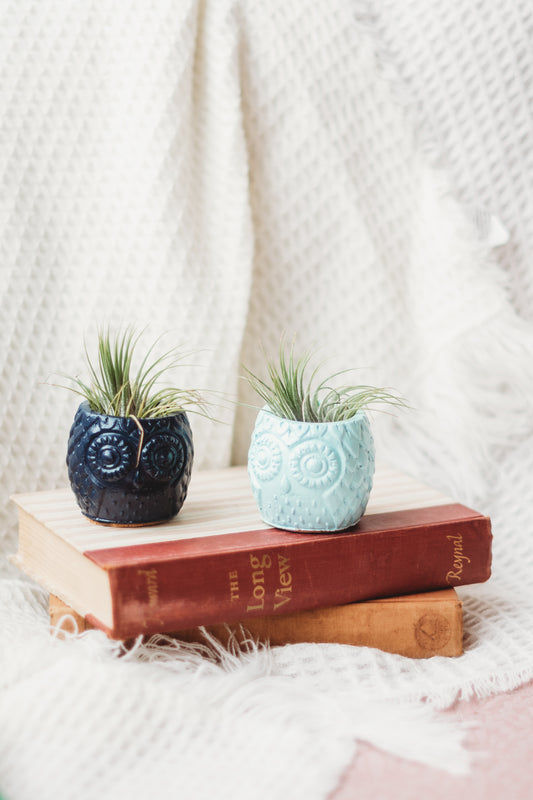 Handmade Owl Decor | Mini Concrete Owl Container | Succulent Planter | Air Plant Holder