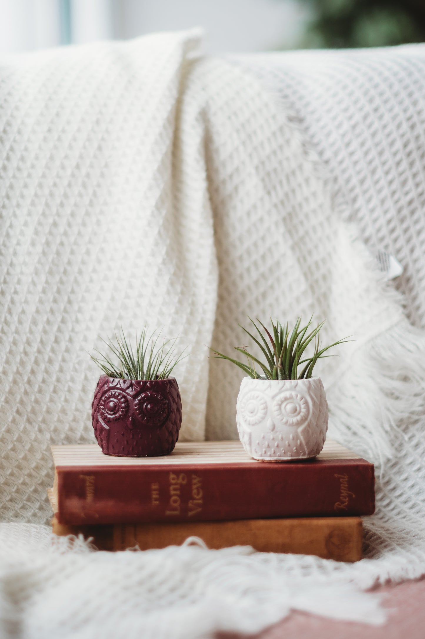 Handmade Owl Decor | Mini Concrete Owl Container | Succulent Planter | Air Plant Holder