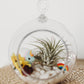 Unicorn Terrarium | Build Your Own Terrarium Kit | Do It Yourself Air Plant Terrarium