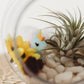 Unicorn Terrarium | Build Your Own Terrarium Kit | Do It Yourself Air Plant Terrarium