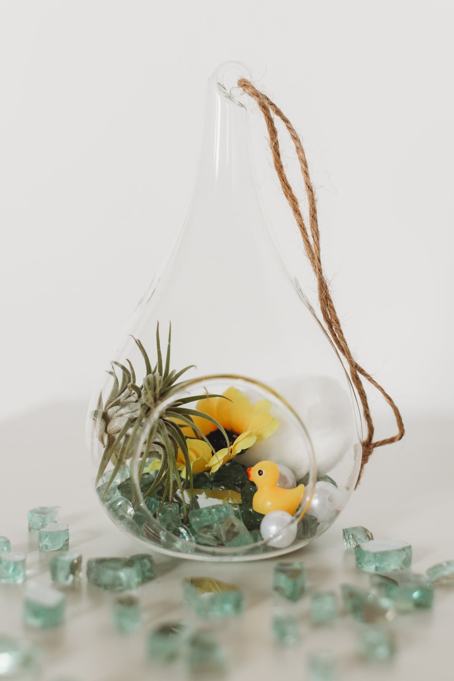 DIY Gender Reveal Air Plant Terrarium Kit: Build Your Own Baby Shower Decor