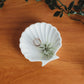 Scalloped Shell Concrete Dish | Clam Shell Beach Decor | Fan Shell Trinket Tray | Air Plant Holder