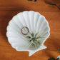 Scalloped Shell Concrete Dish | Clam Shell Beach Decor | Fan Shell Trinket Tray | Air Plant Holder