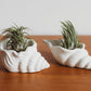 Sea Shell Concrete Container Set | Concrete Sea Shell Decor | Succulent Planter | Air Plant Holder