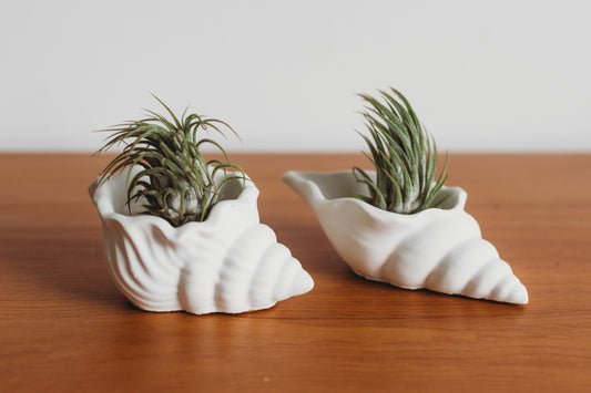 Sea Shell Concrete Container Set | Concrete Sea Shell Decor | Succulent Planter | Air Plant Holder