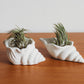 Sea Shell Concrete Container Set | Concrete Sea Shell Decor | Succulent Planter | Air Plant Holder