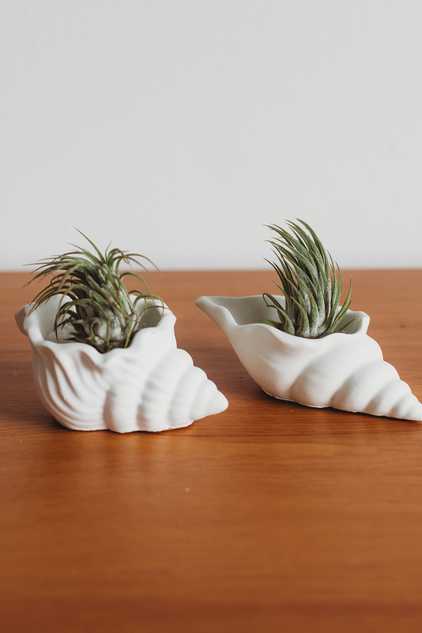 Sea Shell Concrete Container Set | Concrete Sea Shell Decor | Succulent Planter | Air Plant Holder