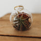 Mini Build Your Own Terrarium Kit | Do It Yourself Air Plant Ornament Terrarium | Customizable Plant Decor