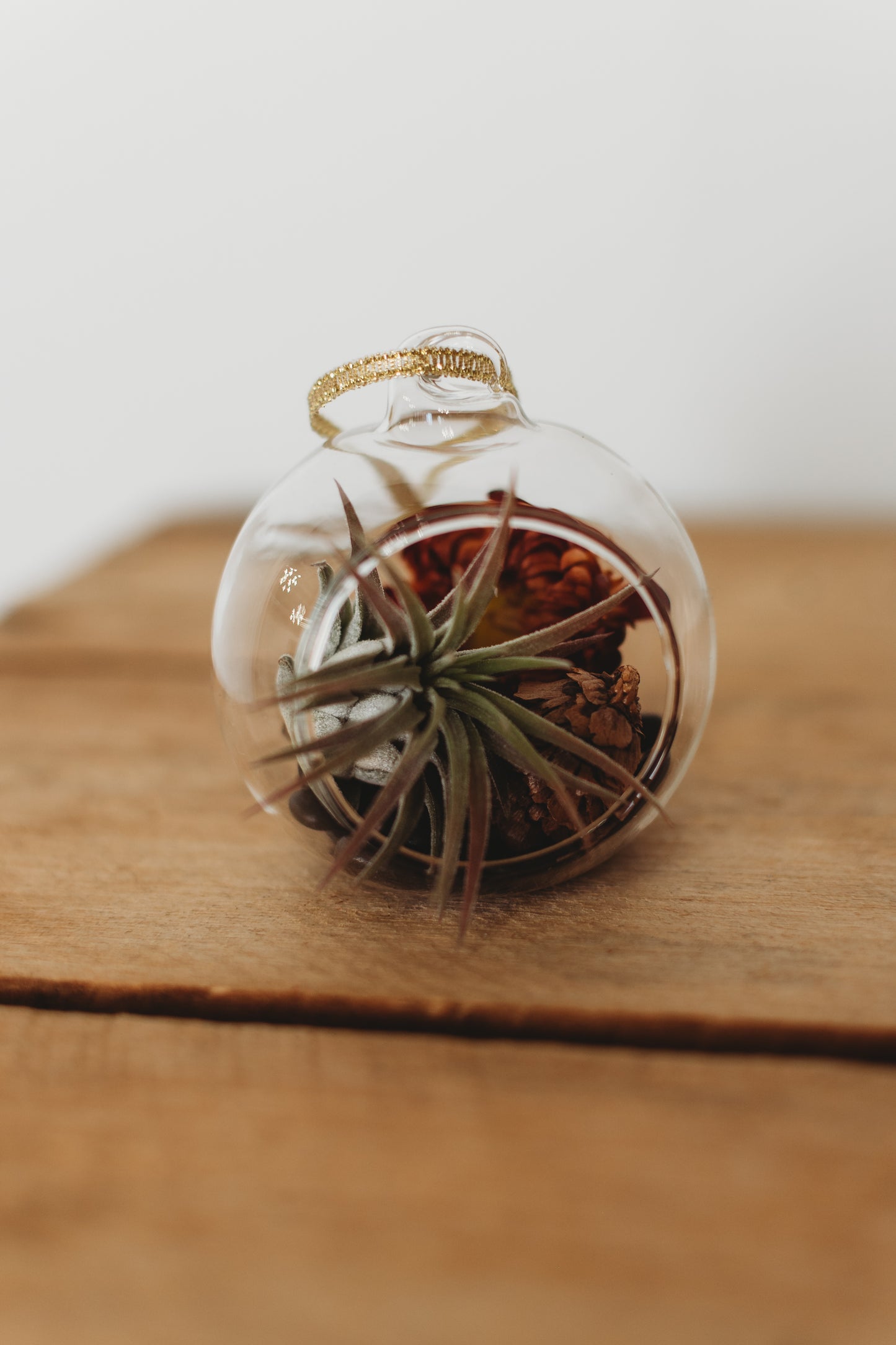 Mini Build Your Own Terrarium Kit | Do It Yourself Air Plant Ornament Terrarium | Customizable Plant Decor