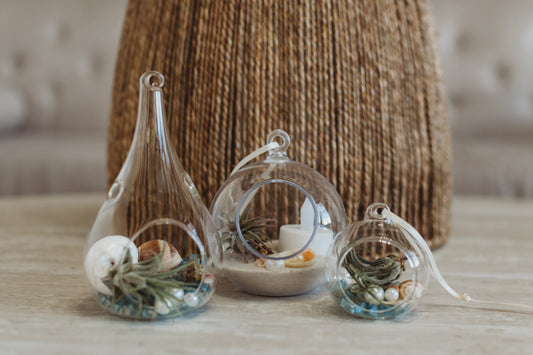 Monthly Build Your Own & Air Plant Subscription | Planter Accessories | Customize Your Air Plant Terrarium