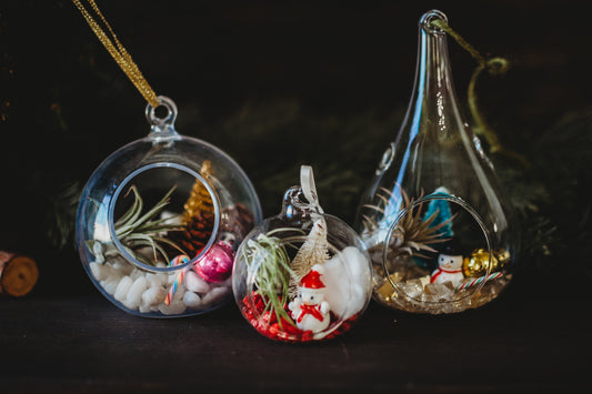 Winter Air Plant Terrarium | Build Your Own Holiday Terrarium Kit | Do It Yourself Christmas Terrarium