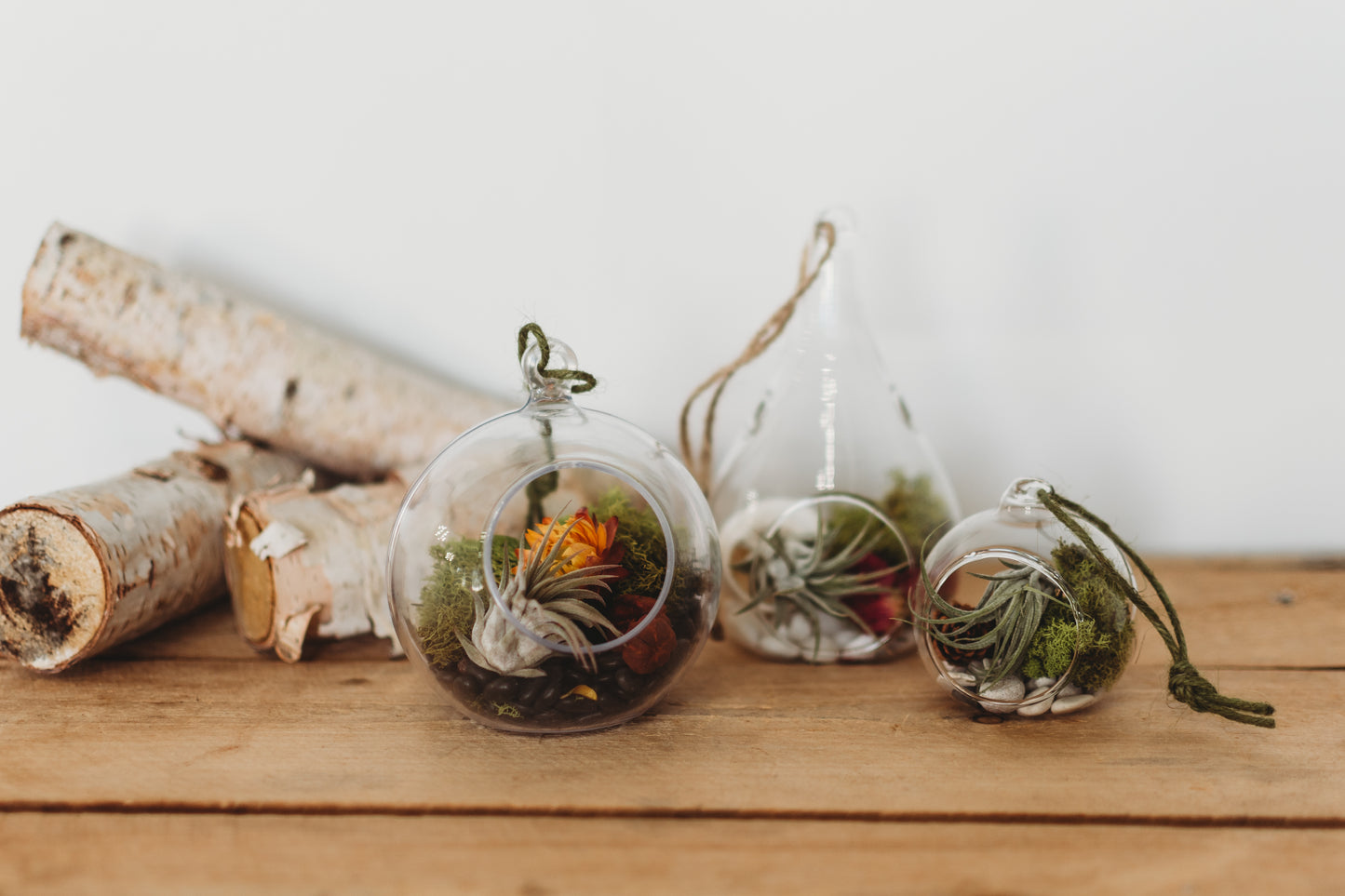 Flora & Fauna Air Plant Terrarium | Build Your Own Terrarium Kit | Do It Yourself Terrarium