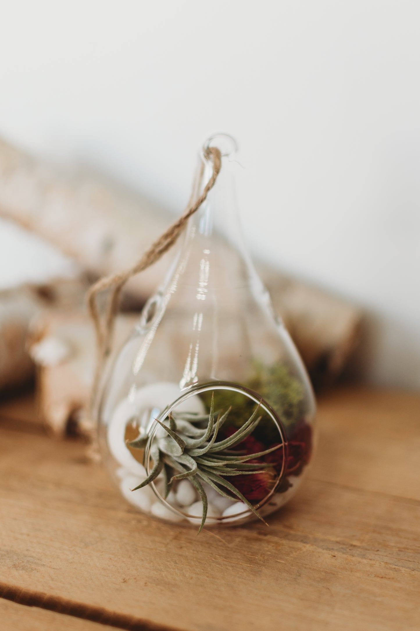 Flora & Fauna Air Plant Terrarium | Build Your Own Terrarium Kit | Do It Yourself Terrarium