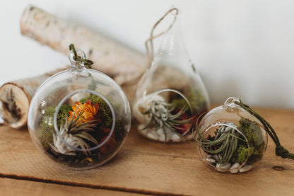 DIY Flora & Fauna Air Plant Terrarium Kit: Build Your Own Home Decor