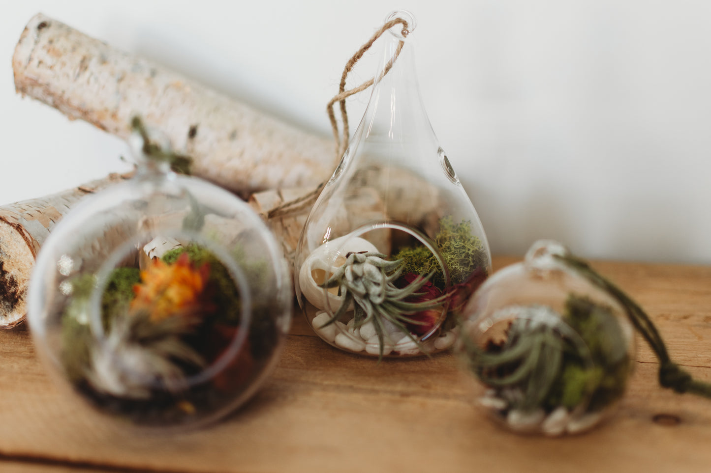 Flora & Fauna Air Plant Terrarium | Build Your Own Terrarium Kit | Do It Yourself Terrarium