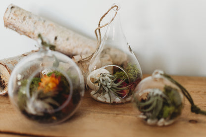 DIY Flora & Fauna Air Plant Terrarium Kit: Build Your Own Home Decor