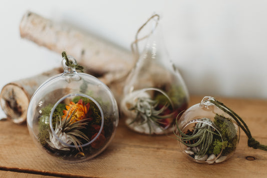 Flora & Fauna Air Plant Terrarium | Build Your Own Terrarium Kit | Do It Yourself Terrarium