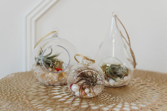 Glam Air Plant Terrarium | Build Your Own Terrarium Kit | Do It Yourself Terrarium