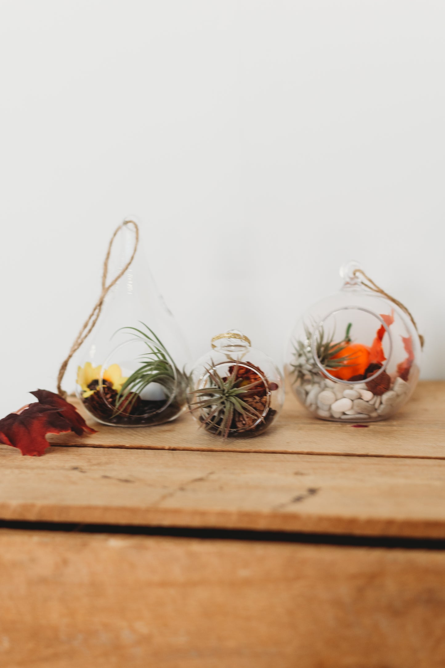 Autumn Air Plant Terrarium | Build Your Own Fall-Themed Terrarium Kit | Do It Yourself Terrarium