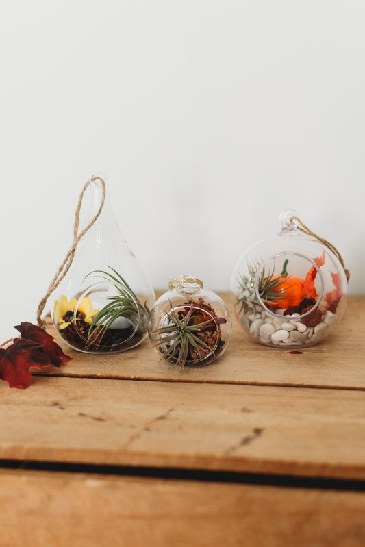 Autumn Air Plant Terrarium | Build Your Own Fall-Themed Terrarium Kit | Do It Yourself Terrarium