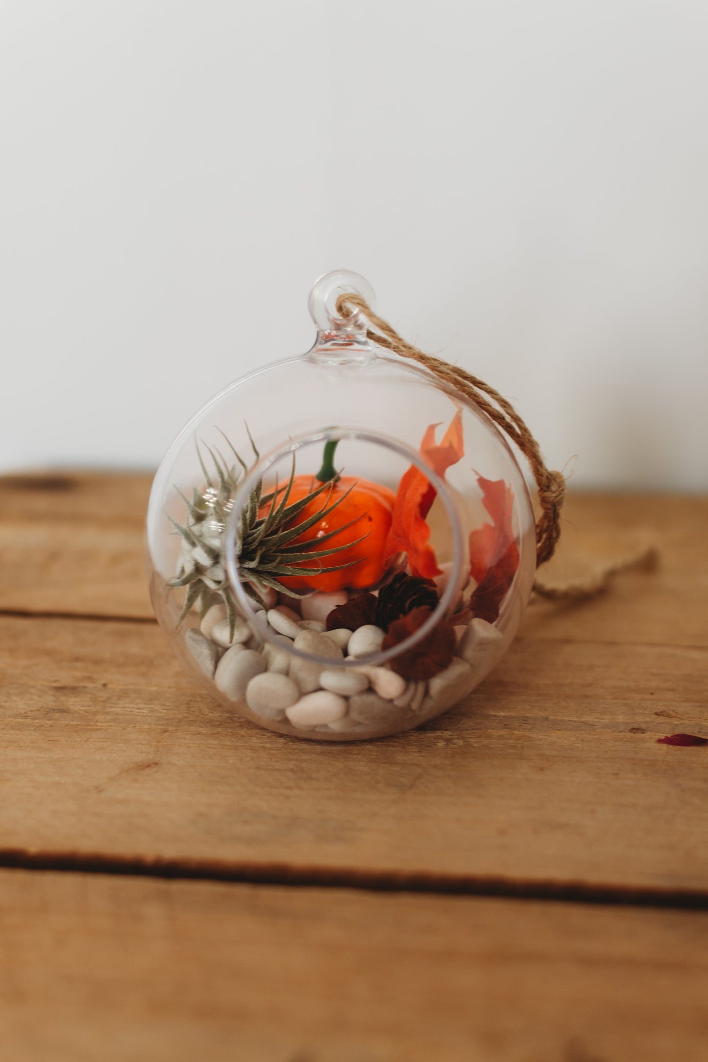 Autumn Air Plant Terrarium | Build Your Own Fall-Themed Terrarium Kit | Do It Yourself Terrarium