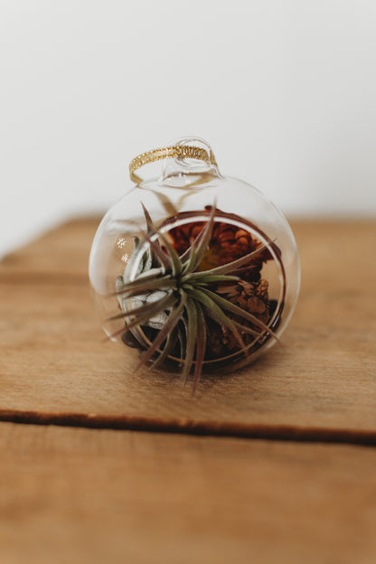 Autumn Air Plant Terrarium | Build Your Own Fall-Themed Terrarium Kit | Do It Yourself Terrarium