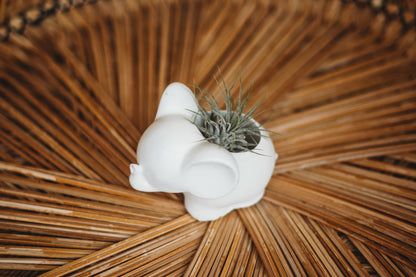 Handmade Concrete Elephant Container: Cement Planter with Air Plant or Pencil Holder